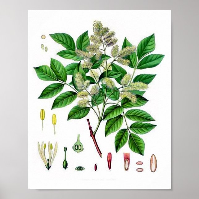 Ash Tree Vintage Botanical Illustration  Poster (Front)