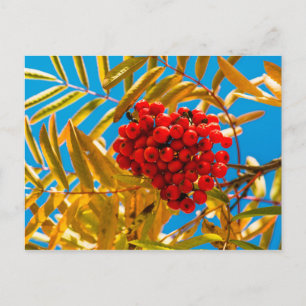 Ashberry Postcard