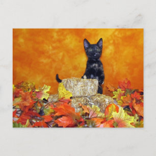 Ashlynn's Autumn - Cat / Kitten Postcard