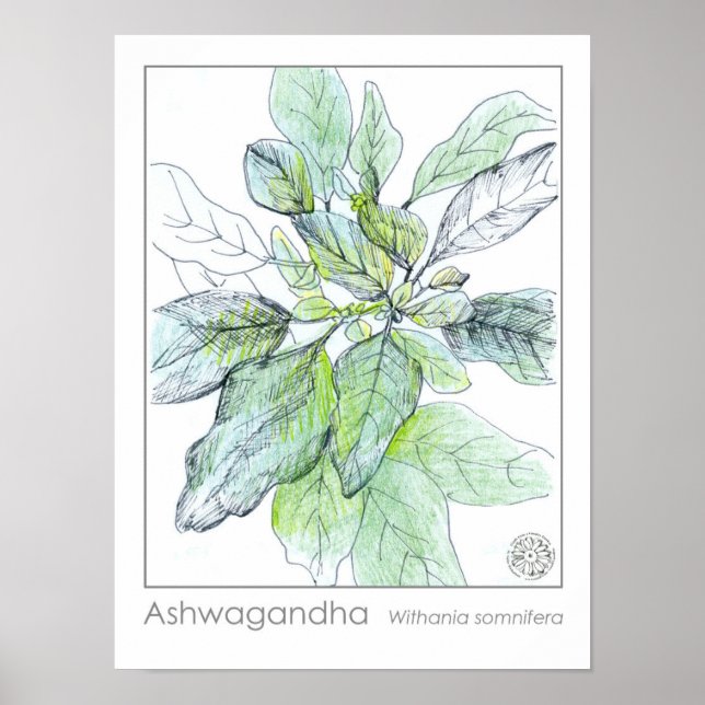 Ashwagahanda Plant Health Medicinal Herb Poster (Front)