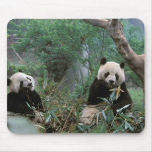 Asia, China, Chengdu. Giant Panda Sanctuary Mouse Mat