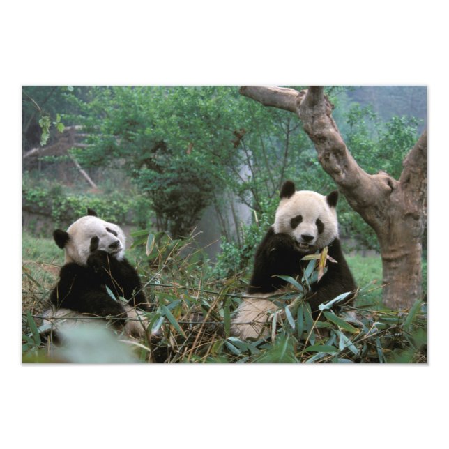 Asia, China, Chengdu. Giant Panda Sanctuary Photo Print (Front)