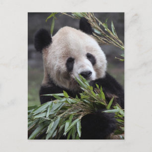 Asia, China Chongqing. Giant Panda Postcard