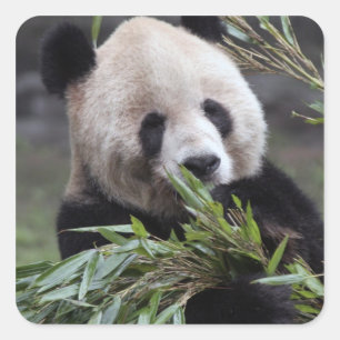 Asia, China Chongqing. Giant Panda Square Sticker