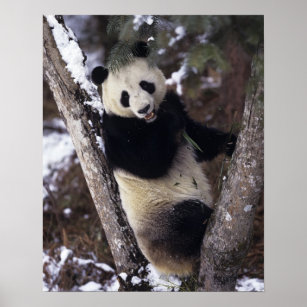 Asia, China, Sichuan Province. Giant Panda up a Poster