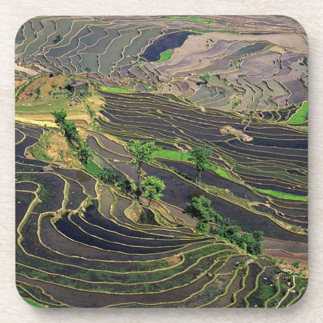 Asia, China, Yunnan, Honghe. Rice Terraces near Coaster (Front)