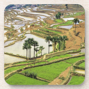 Asia, China, Yunnan, Honghe.  Rice terraces near Coaster