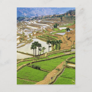 Asia, China, Yunnan, Honghe.  Rice terraces near Postcard