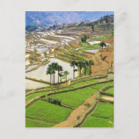 Asia, China, Yunnan, Honghe.  Rice terraces near