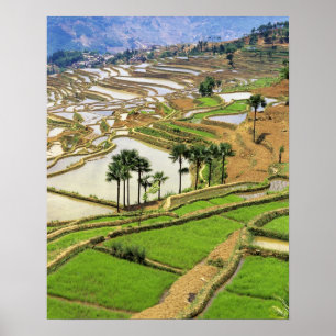 Asia, China, Yunnan, Honghe.  Rice terraces near Poster