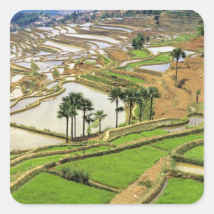 Asia, China, Yunnan, Honghe.  Rice terraces near Square Sticker