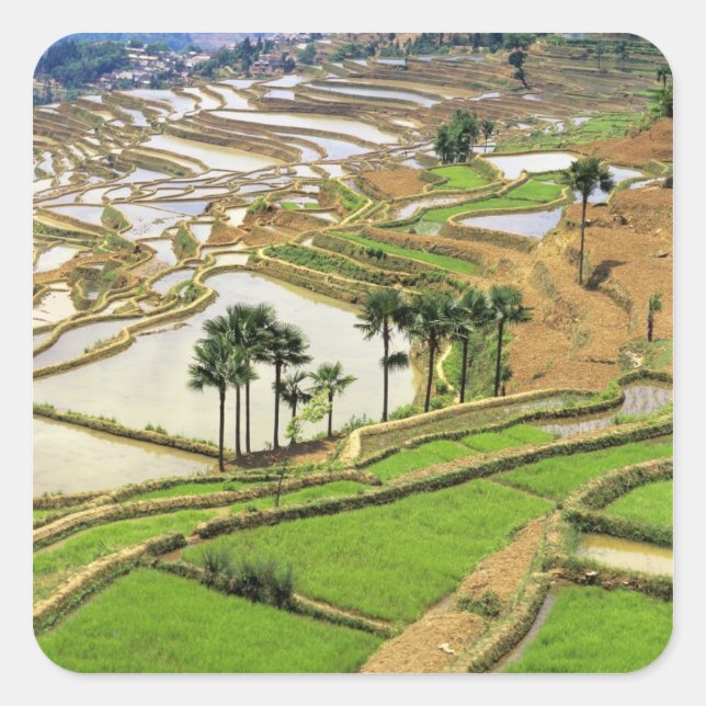 Asia, China, Yunnan, Honghe.  Rice terraces near Square Sticker (Front)