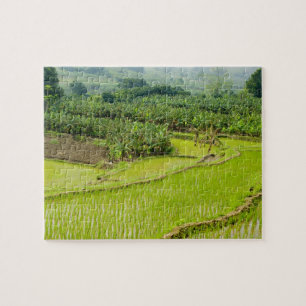 Asia, China, Yunnan Province, Honghe. Banana Jigsaw Puzzle