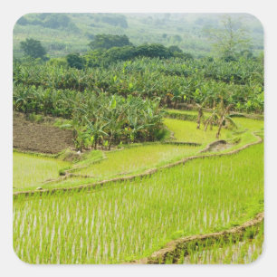 Asia, China, Yunnan Province, Honghe. Banana Square Sticker
