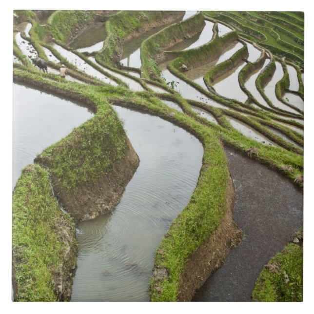 Asia, China, Yunnan, Yuanyang. Flooded rice Tile (Front)