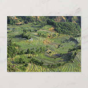 Asia, China, Yunnan, Yuanyang. Pattern of green 2 Postcard