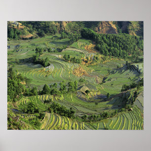 Asia, China, Yunnan, Yuanyang. Pattern of green 2 Poster