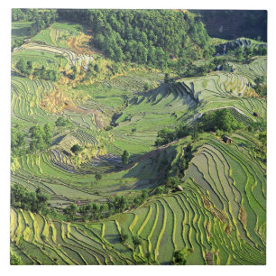 Asia, China, Yunnan, Yuanyang. Pattern of green Tile