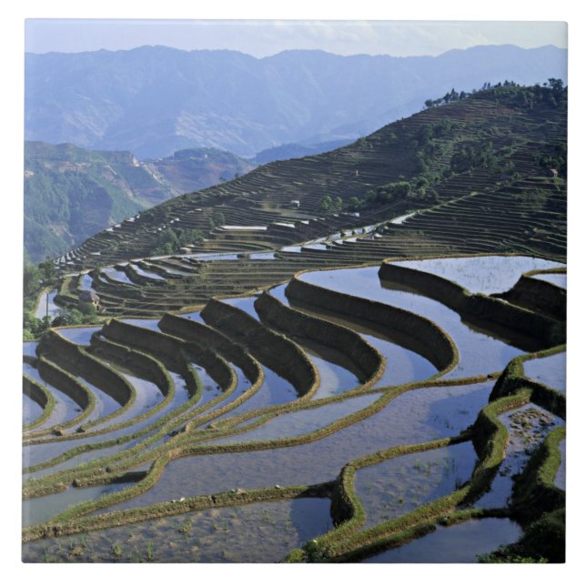 Asia, China, Yunnan, Yuanyang. Rugged Tile (Front)