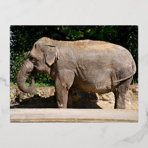 Asia elephant near a waterfall  foil holiday postcard