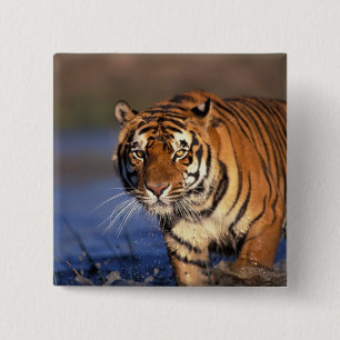 ASIA, India, Bengal Tiger Panthera tigris) 15 Cm Square Badge