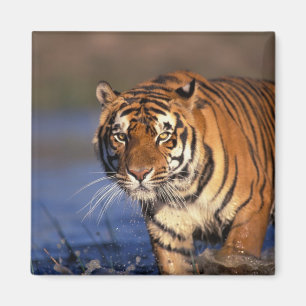 ASIA, India, Bengal Tiger Panthera tigris) Magnet