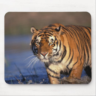 ASIA, India, Bengal Tiger Panthera tigris) Mouse Mat