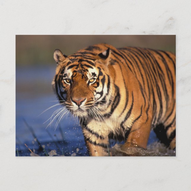 ASIA, India, Bengal Tiger Panthera tigris) Postcard (Front)