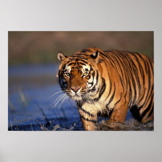 ASIA, India, Bengal Tiger Panthera tigris) Poster (Front)