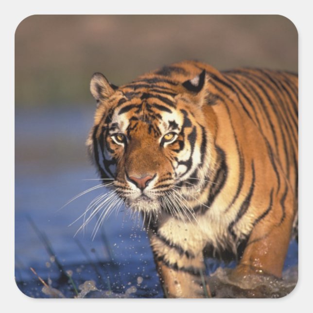 ASIA, India, Bengal Tiger Panthera tigris) Square Sticker (Front)