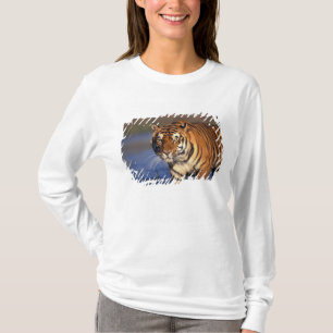 ASIA, India, Bengal Tiger Panthera tigris) T-Shirt