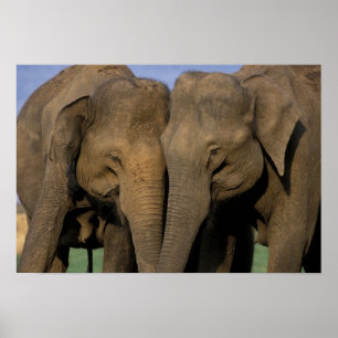 Asia, India, Nargahole National Park. Indian 2 Poster