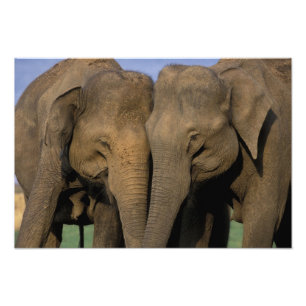 Asia, India, Nargahole National Park. Indian Photo Print