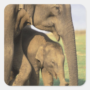 Asia, India, Nargahole National Park. Indian Square Sticker
