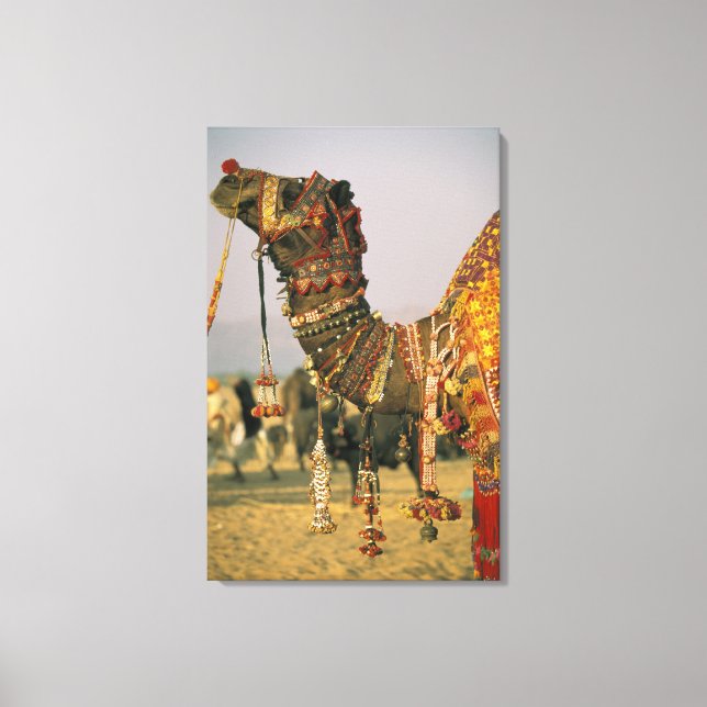 Asia, India, Pushkar. Camel Shamu , Pushkar Canvas Print (Front)
