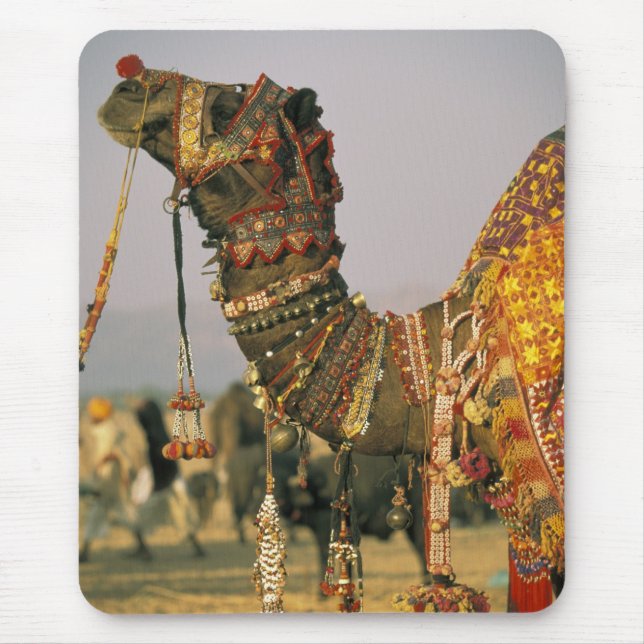 Asia, India, Pushkar. Camel Shamu , Pushkar Mouse Mat (Front)