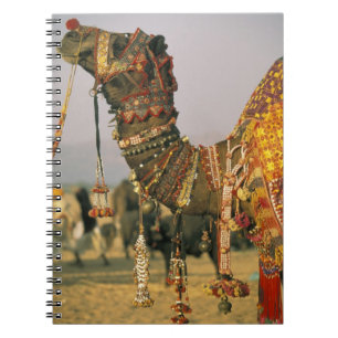 Asia, India, Pushkar. Camel Shamu , Pushkar Notebook
