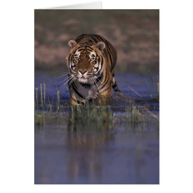 ASIA, India Tiger walking through the water (Front)