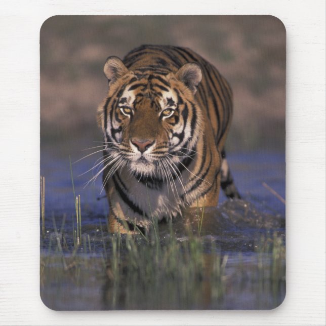 ASIA, India Tiger walking through the water Mouse Mat (Front)