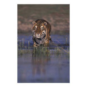 ASIA, India Tiger walking through the water Photo Print