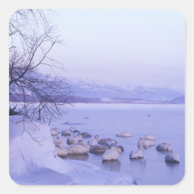 Asia, Japan, Hokkaido, Akan NP, Whopper Swans Square Sticker (Front)