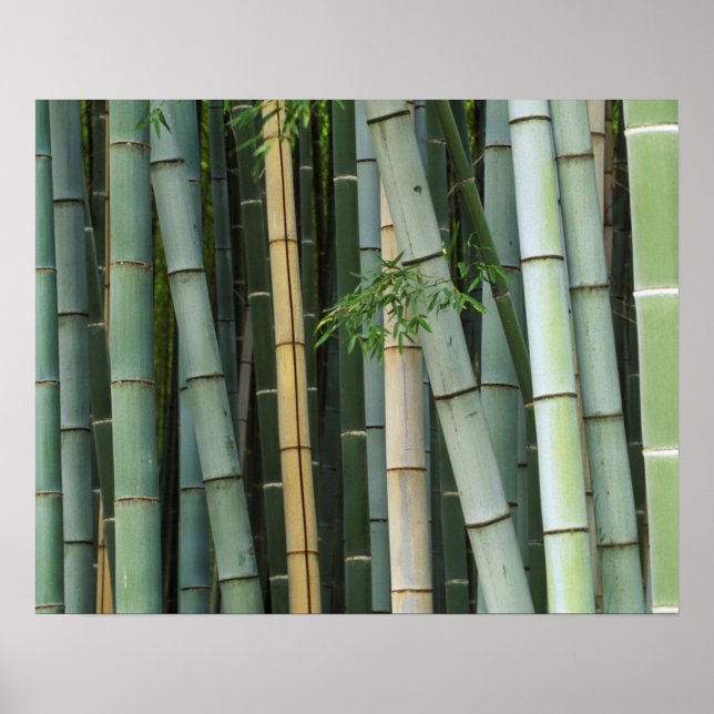 Asia, Japan, Kyoto, Arashiyama, Sagano, Bamboo Poster (Front)