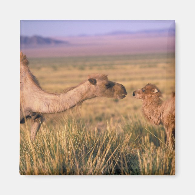 Asia, Mongolia, Gobi Desert, Great Gobi Magnet (Front)