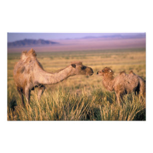 Asia, Mongolia, Gobi Desert, Great Gobi Photo Print