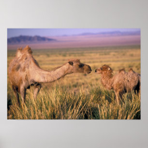 Asia, Mongolia, Gobi Desert, Great Gobi Poster