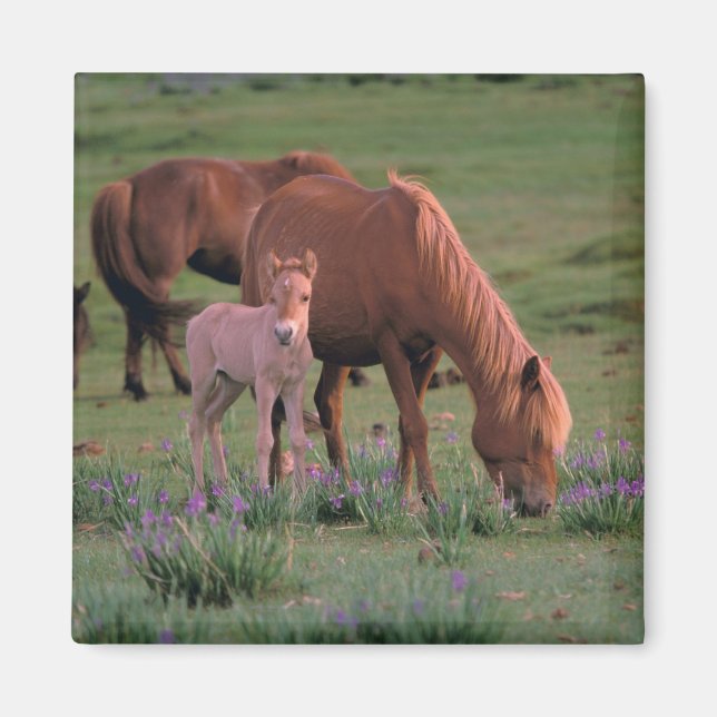 Asia, Mongolia, Gobi Desert. Wild Horses Magnet (Front)