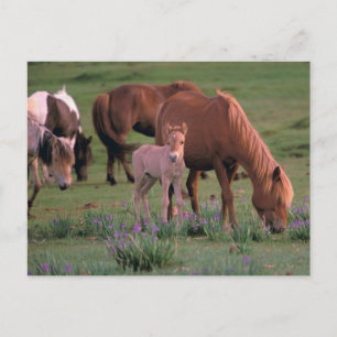Asia, Mongolia, Gobi Desert. Wild Horses Postcard