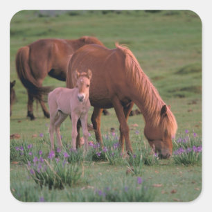 Asia, Mongolia, Gobi Desert. Wild Horses Square Sticker