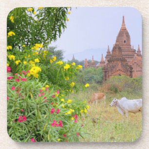 Asia, Myanmar (Burma), Bagan (Pagan). Cows Coaster