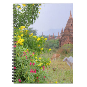 Asia, Myanmar (Burma), Bagan (Pagan). Cows Notebook
